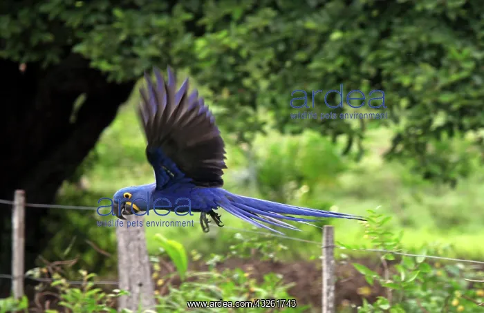 : South America, Brazil, Pantanal. The endangered : South America, Brazil, Pantanal. The endangered
