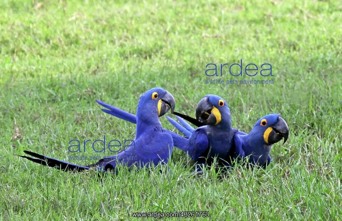 : South America, Brazil, Pantanal. The endangered : South America, Brazil, Pantanal. The endangered