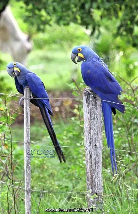 : South America, Brazil, Pantanal. The endangered : South America, Brazil, Pantanal. The endangered