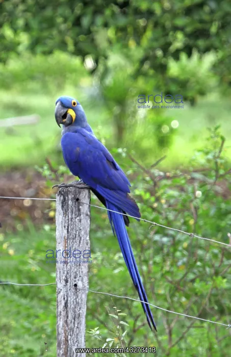 : South America, Brazil, Pantanal. The endangered : South America, Brazil, Pantanal. The endangered
