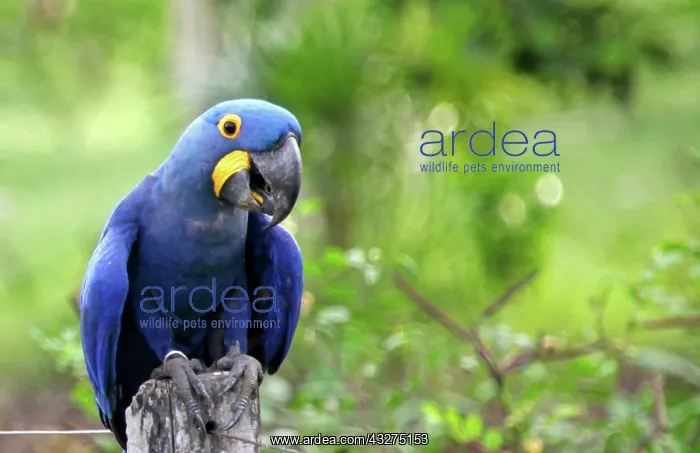 : South America, Brazil, Pantanal. The endangered : South America, Brazil, Pantanal. The endangered