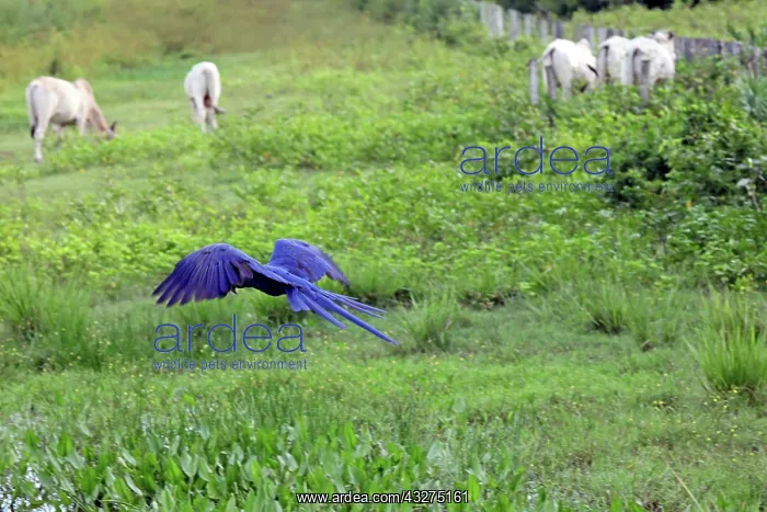 : South America, Brazil, Pantanal. The endangered : South America, Brazil, Pantanal. The endangered