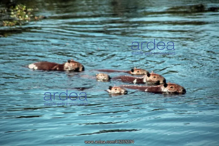 : South America, Brazil, Pantanal. A family : South America, Brazil, Pantanal. A family
