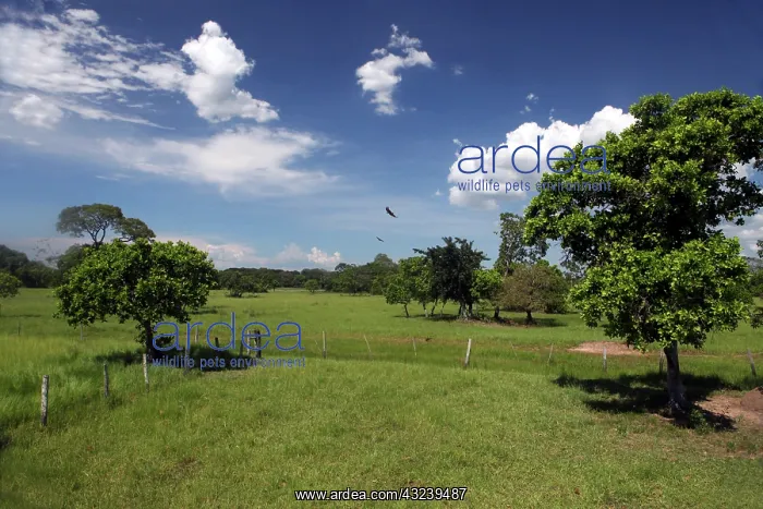 : South America, Brazil, Pantanal. Grassland : South America, Brazil, Pantanal. Grassland