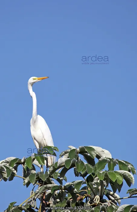  : South America, Brazil, Pantanal. The Great