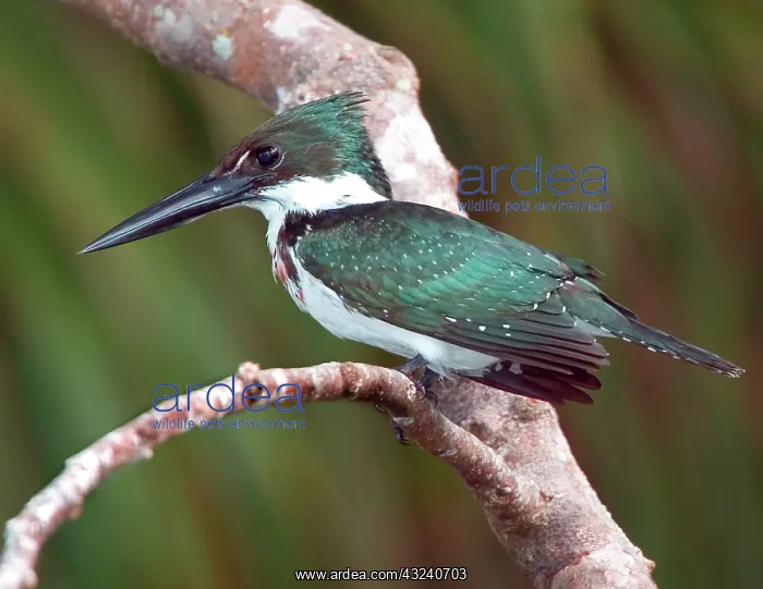 : South America, Brazil, Pantanal. Green kingfisher : South America, Brazil, Pantanal. Green kingfisher