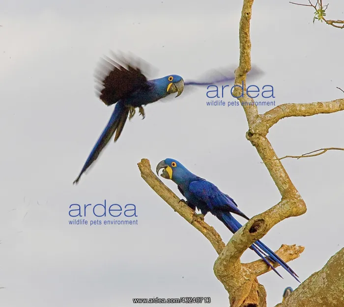 : South America, Brazil, Pantanal. Hyacinth : South America, Brazil, Pantanal. Hyacinth