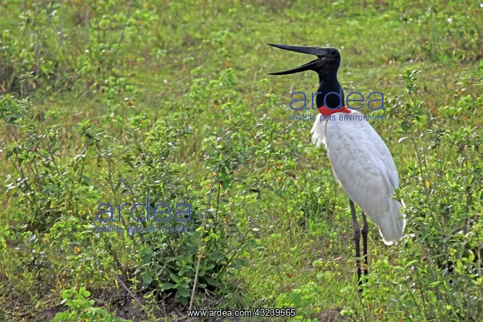 : South America, Brazil, Pantanal. Jabiru : South America, Brazil, Pantanal. Jabiru