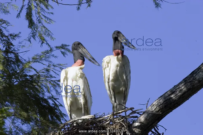 : South America, Brazil, Pantanal. Jabiru : South America, Brazil, Pantanal. Jabiru