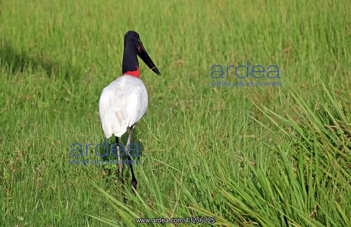 : South America, Brazil, Pantanal. Jabiru : South America, Brazil, Pantanal. Jabiru