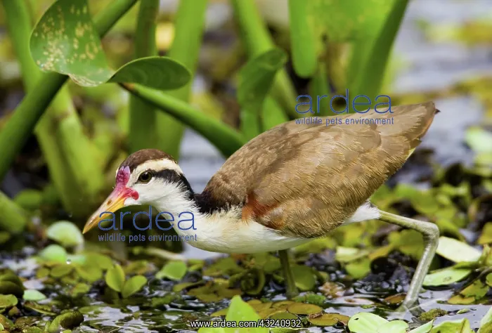 : South America, Brazil, Pantanal. Juvenile : South America, Brazil, Pantanal. Juvenile