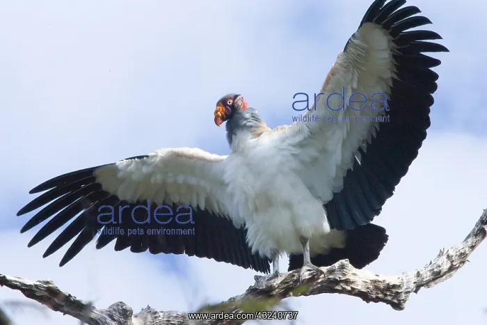 : South America, Brazil, Pantanal. King vulture : South America, Brazil, Pantanal. King vulture