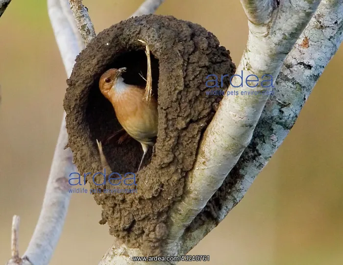 : South America, Brazil, Pantanal. Ovenbird : South America, Brazil, Pantanal. Ovenbird