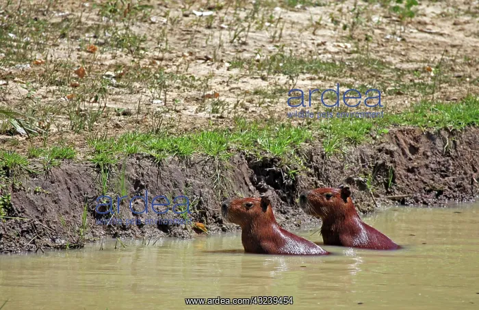  : South America, Brazil, Pantanal. A pair