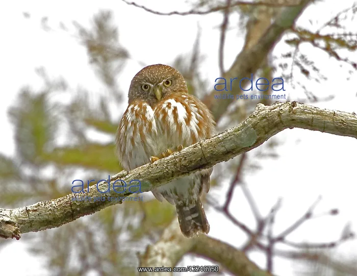  : South America, Brazil, Pantanal. Least pigmy