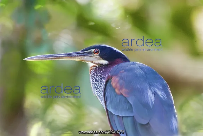 : South America, Brazil, Pantanal. Portrait : South America, Brazil, Pantanal. Portrait