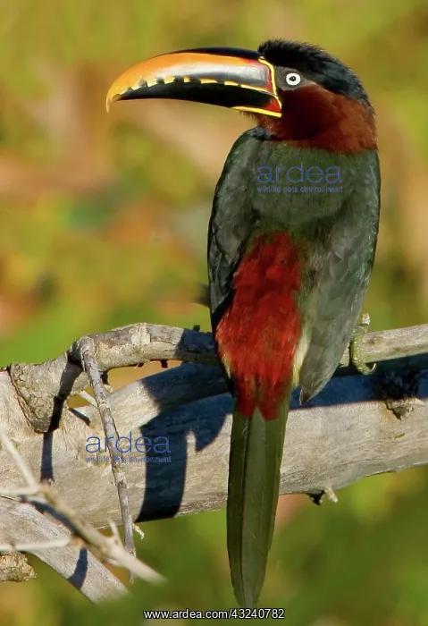 : South America, Brazil, Pantanal. Portrait : South America, Brazil, Pantanal. Portrait