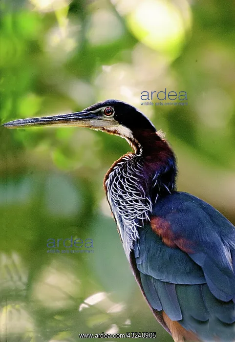 : South America, Brazil, Pantanal. Profile : South America, Brazil, Pantanal. Profile