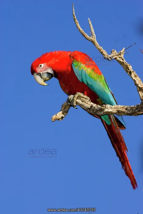 : South America, Brazil, Pantanal. Red and : South America, Brazil, Pantanal. Red and