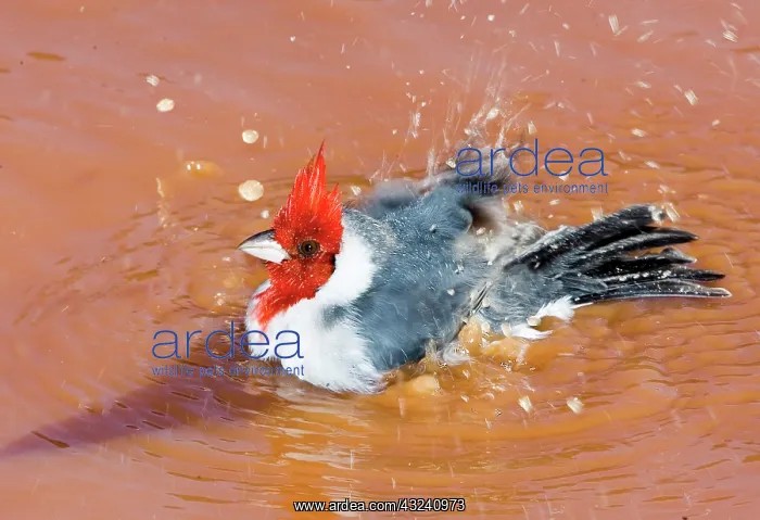 : South America, Brazil, Pantanal. Red-crested : South America, Brazil, Pantanal. Red-crested