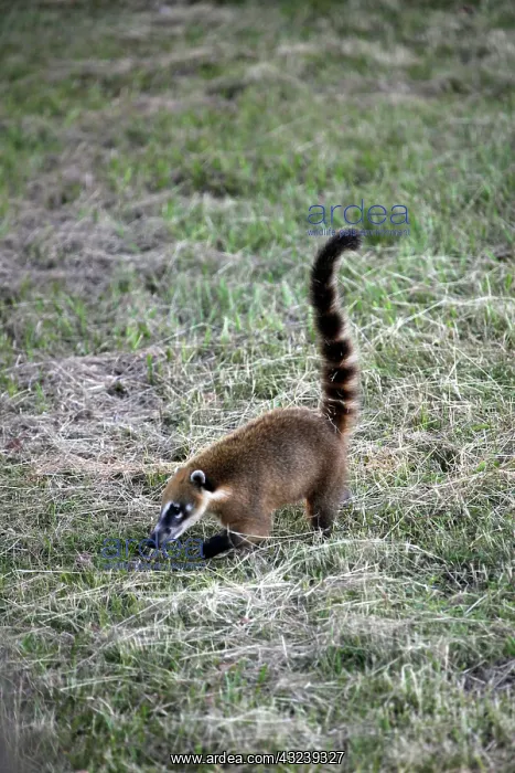 : South America, Brazil, Pantanal. The Ring : South America, Brazil, Pantanal. The Ring