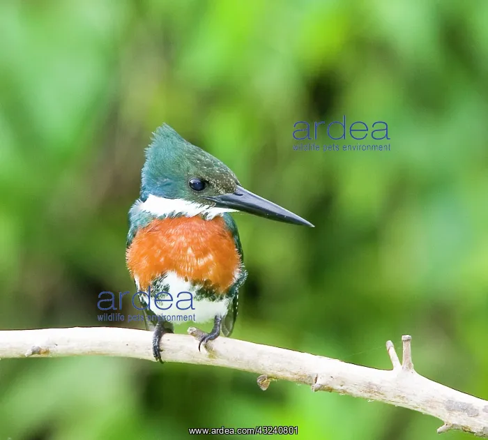 : South America, Brazil, Pantanal. Ringed : South America, Brazil, Pantanal. Ringed