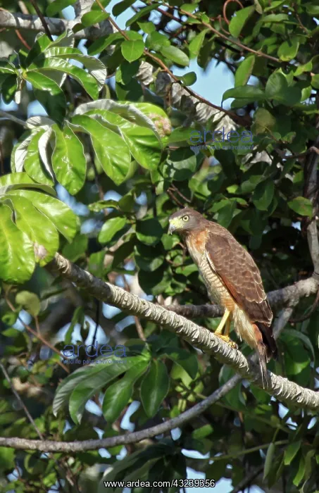 : South America, Brazil, Pantanal. The Roadside : South America, Brazil, Pantanal. The Roadside