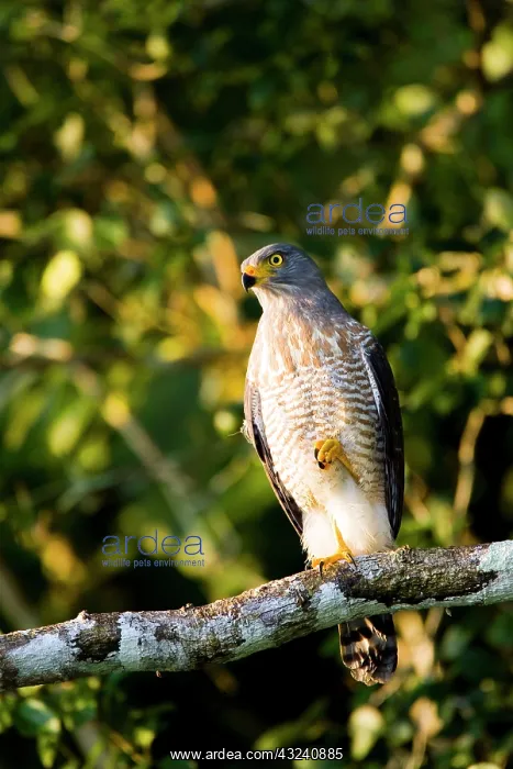 : South America, Brazil, Pantanal. Roadside : South America, Brazil, Pantanal. Roadside