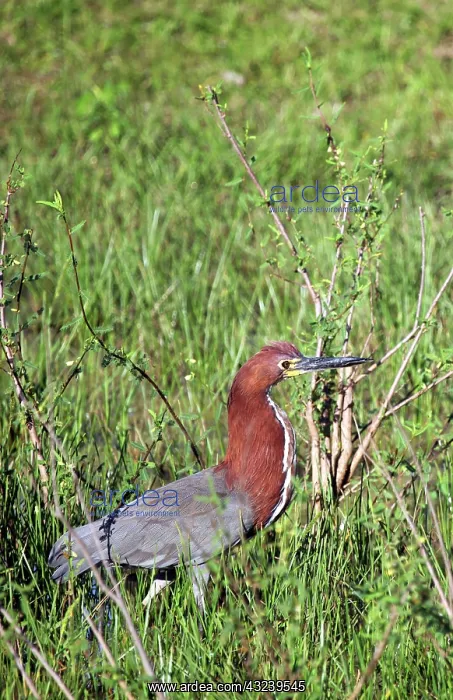 : South America, Brazil, Pantanal. The Rufescent : South America, Brazil, Pantanal. The Rufescent