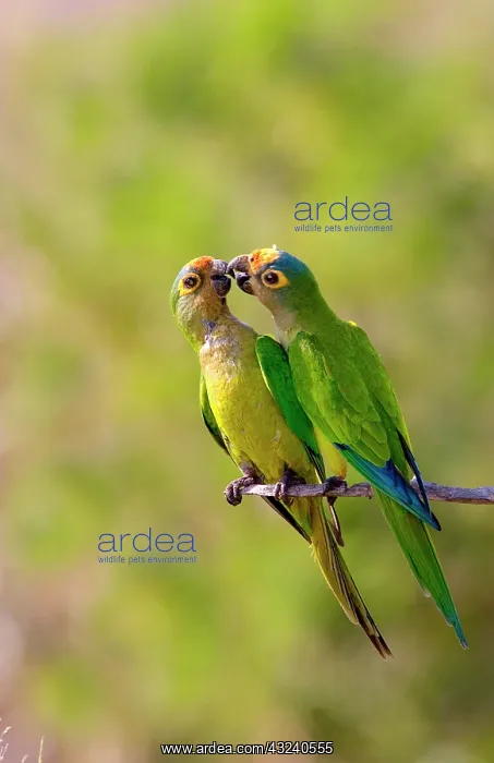 : South America, Brazil, Pantanal, San Francisco : South America, Brazil, Pantanal, San Francisco