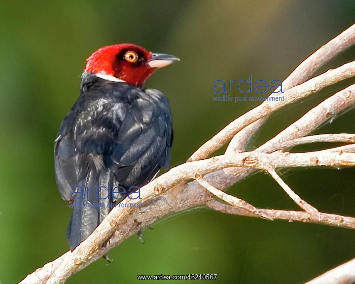 : South America, Brazil, Pantanal, San Francisco : South America, Brazil, Pantanal, San Francisco
