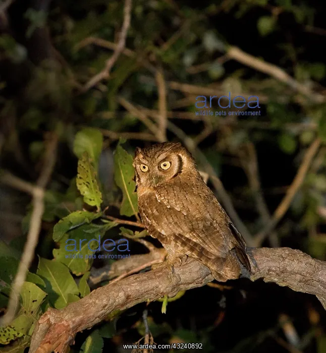  : South America, Brazil, Pantanal. Screech