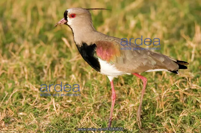 : South America, Brazil, Pantanal. Southern : South America, Brazil, Pantanal. Southern