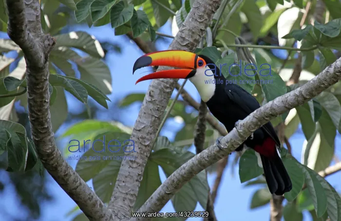  : South America, Brazil, Pantanal. A Toco