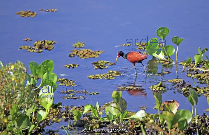 : South America, Brazil, Pantanal. The Wattled : South America, Brazil, Pantanal. The Wattled
