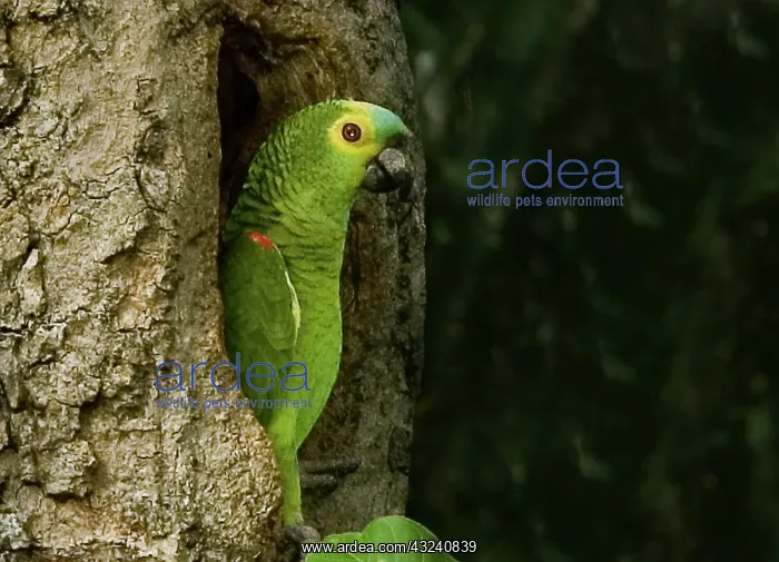 : South America, Brazil, Pantanal. White-eyed : South America, Brazil, Pantanal. White-eyed