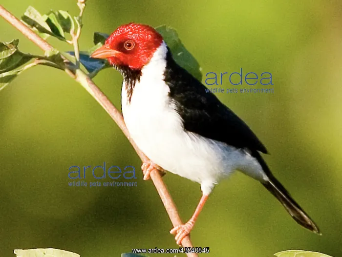 : South America, Brazil, Pantanal. Yellow-billed : South America, Brazil, Pantanal. Yellow-billed