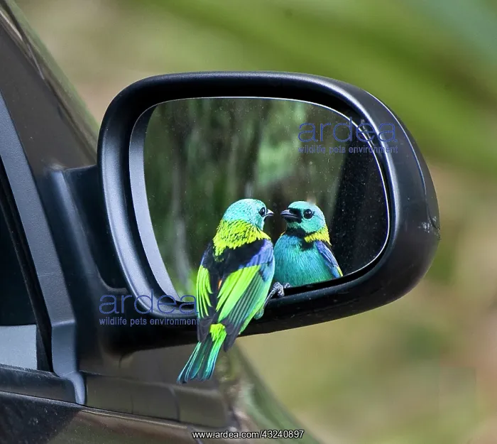 : South America, Brazil, Rio de Janeiro. Tanager : South America, Brazil, Rio de Janeiro. Tanager