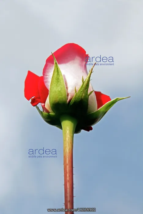 : South America, Ecuador, Cayambe. Single : South America, Ecuador, Cayambe. Single