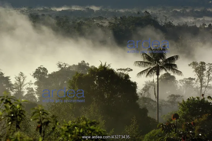 : South America, Ecuador, western slope of : South America, Ecuador, western slope of