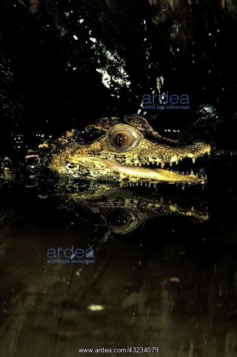 : South America, Orinoco Region, Amazon Basin : South America, Orinoco Region, Amazon Basin