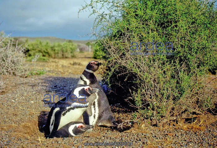 : South America, Patagonia, Argentina, Peninsula : South America, Patagonia, Argentina, Peninsula