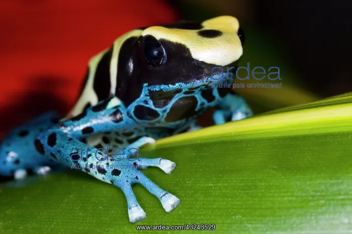 : South America, Republic of Surinam. Close-up : South America, Republic of Surinam. Close-up