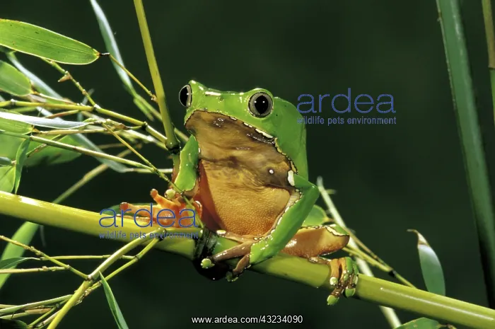 : South America, Surinam. Bicolor monkey frog : South America, Surinam. Bicolor monkey frog