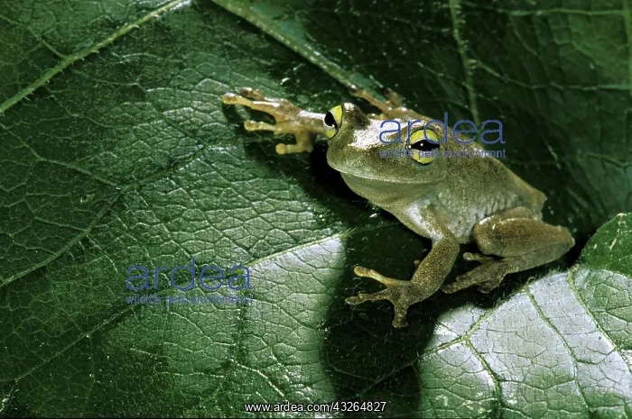  : South America, Surinam. Emerald eye tree
