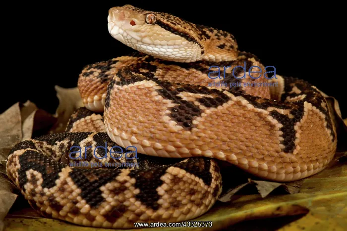 : South American bushmaster (Lachesis muta muta) : South American bushmaster (Lachesis muta muta)