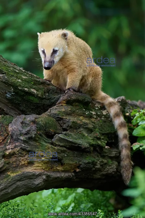  : South American coati (Nasua nasua), adult, captive, G
