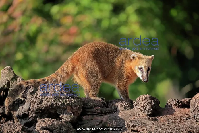 : South American coati (Nasua nasua), adult, alert : South American coati (Nasua nasua), adult, alert