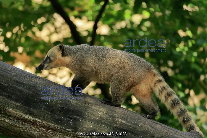 : South American coati (Nasua nasua), adult, on tree : South American coati (Nasua nasua), adult, on tree