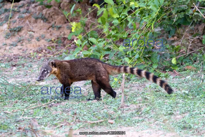 : South American Coati / Ring-tailed Coati : South American Coati / Ring-tailed Coati